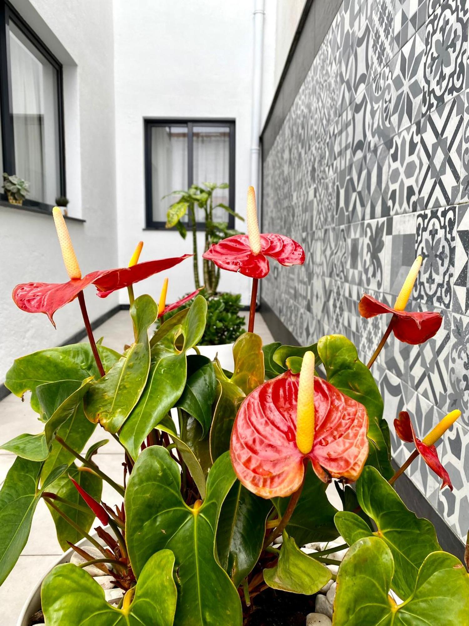 Iris House Al Azores ポンタ・デルガダ エクステリア 写真